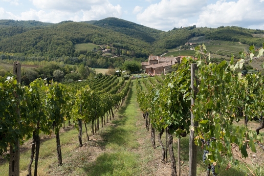 wijngaard in Toscane