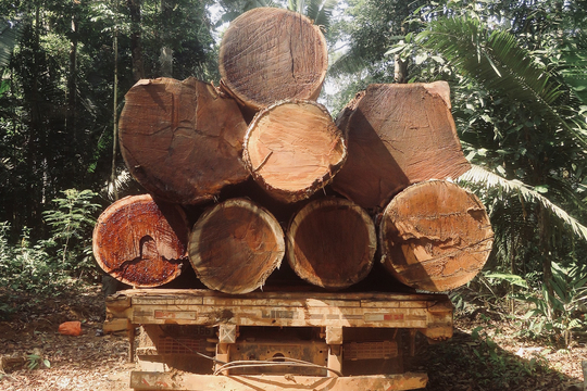 amazone regenwoud houtkap
