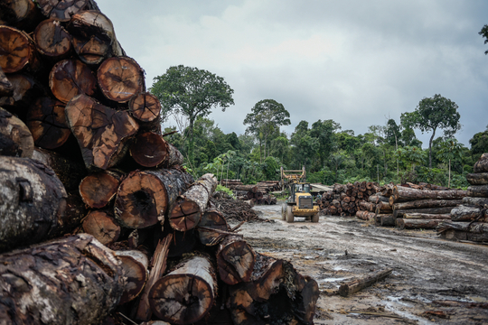Illegale boskap in het Braziliaanse Amazonewoud