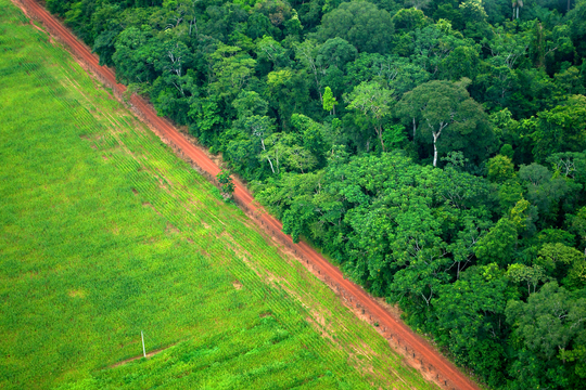 Amazonewoud regenwoud ontbossing