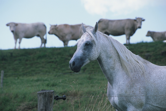 Foto van een wit paard met op de achtergrond vier witte runderen.