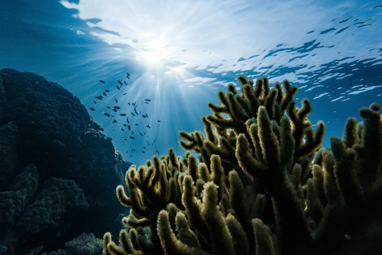 Onderwaterbeeld met op de voorgrond een koraalrif en op de achtergrond een school vissen.