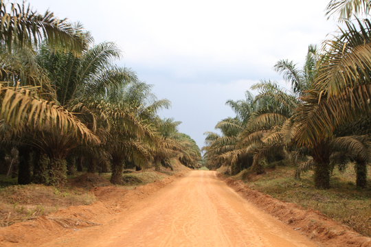 PHC oil palm plantations Lokutu Photo Oskar Epelde