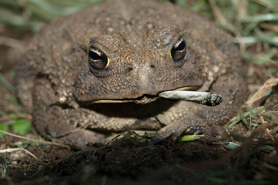 Une grenouille fume un joint (Photo: The Fixer/ Flickr-CC)
