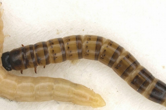 superworms.jpg (credit: Evanherk/Wikimedia)