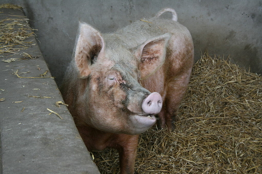 1024px-Pig_at_Middle_Farm,_Sussex