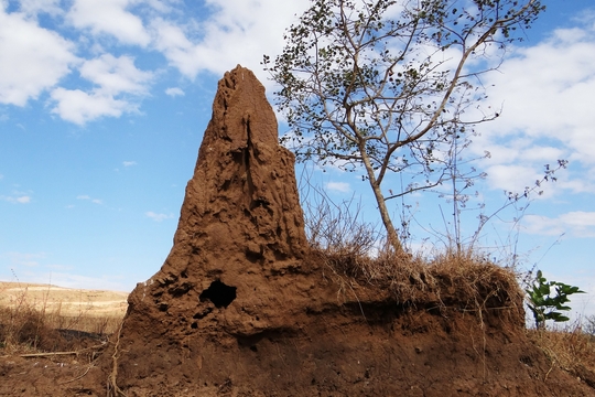 termite-hill-266587_1920