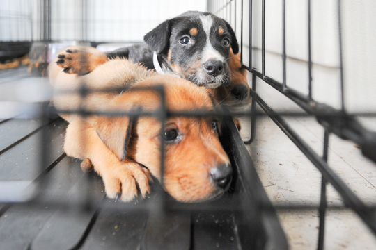 Pup in kennel (Foto: Four Paws)