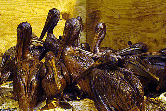Pelikanen onder de smurrie van BP (foto International Bird Rescue Research Center)