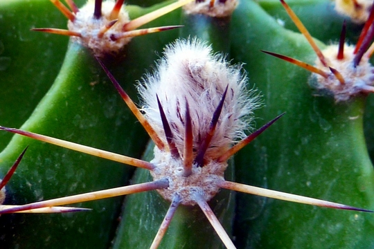 cactus_thorn_drought_plant-755262.jpg!d