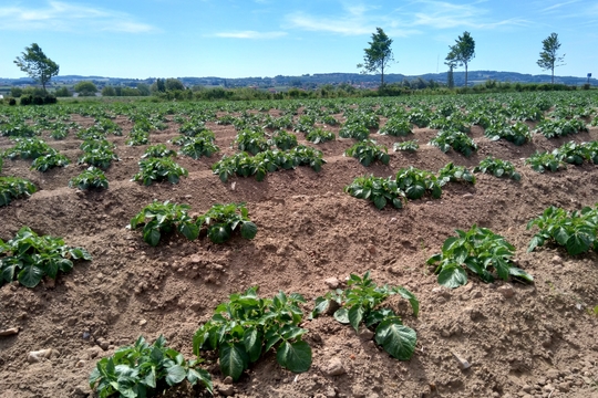 aardappelveld in Abele Foto (c) Steven Vanden Bussche