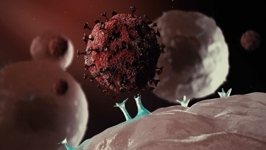 Coronavirus (Sars-CoV-2) (3D animatie van virus dat cel binnendringt (c) wearecovert.com)