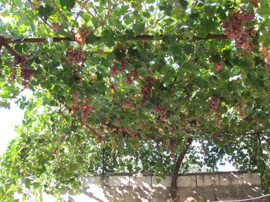 Raisins dans le jardin d'une maison, Jebel Zawiya. (Photo: Damien Spleeters, septembre 2012)