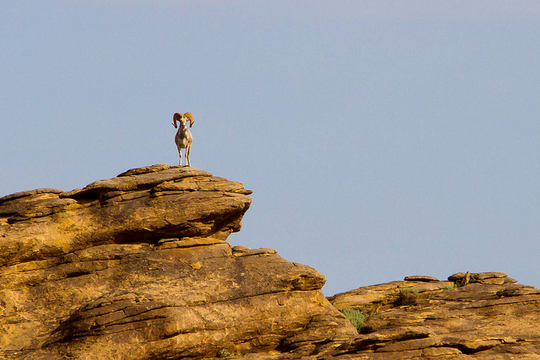 Un argali sur un rocher, Mongolie. (Photo: Paulo Fassina/ Juillet 2011/ Flickr-CC)