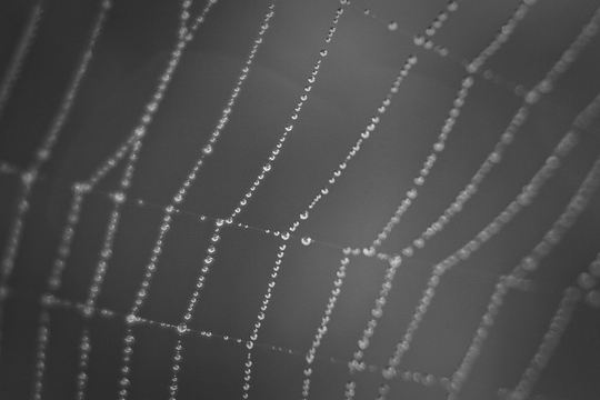 Une toile d'araignée perlée d'eau, Canada. (Photo: Éric Senterre/ Septembre 2009/ Flickr-CC)