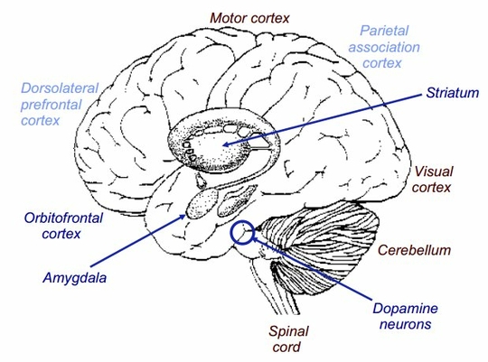 De anatomie van de economie (bron: Neuronal Reward and Decision Signals: From Theories to Data)