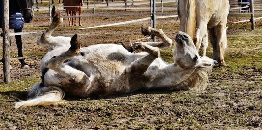 horse_rolling_paddock_left_out_funny_dirty_dirt_mold-1387704.jpg!d