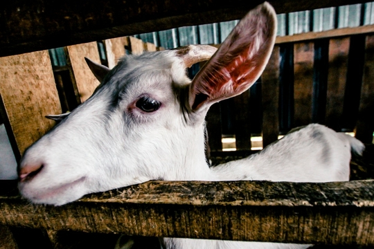 goat_white_farm_animal_domestic_nature_cute_agriculture-1372114.jpg!d