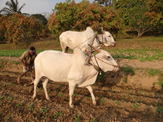 ox_plough_bullocks_farmer_tilling_furrowing_india-993347.jpg!d