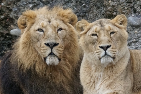 animals_predator_lion_indian_pair-672030.jpg!d