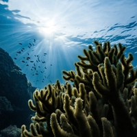 Onderwaterbeeld met op de voorgrond een koraalrif en op de achtergrond een school vissen.